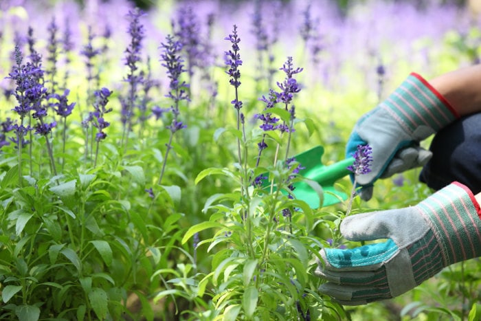 Harvesting Lavender