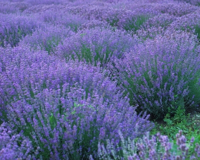 Lavender field
