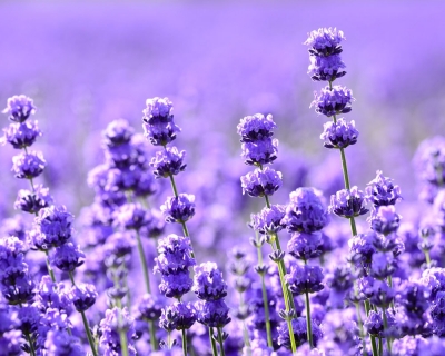Lavender flowers