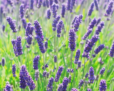 Lavender